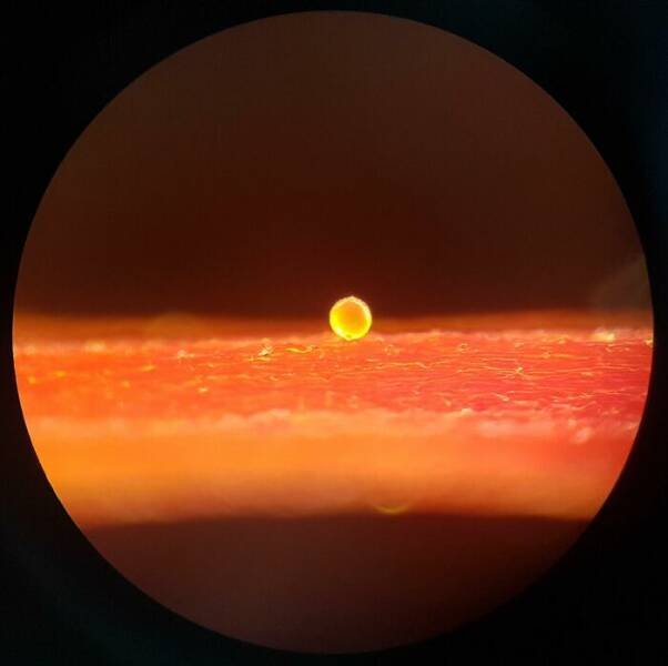 Usual Objects Under The Microscope (20 pics)