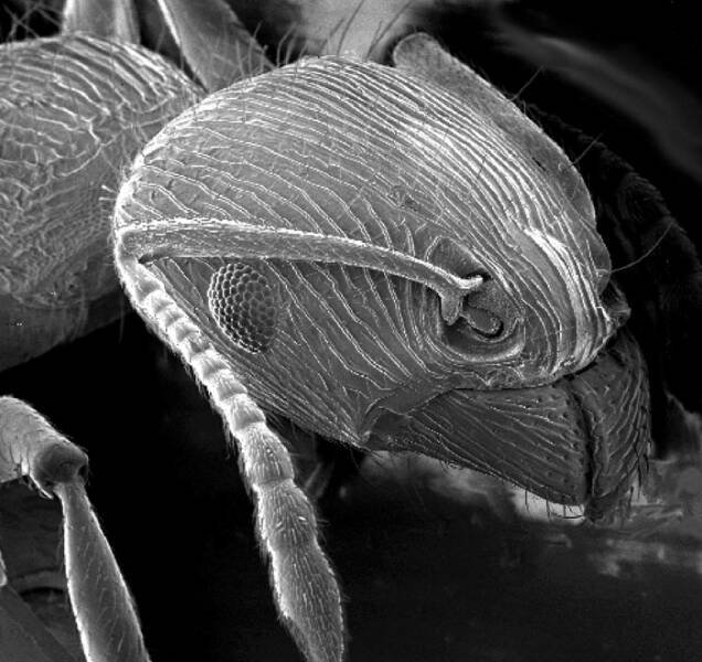 Usual Objects Under The Microscope (20 pics)