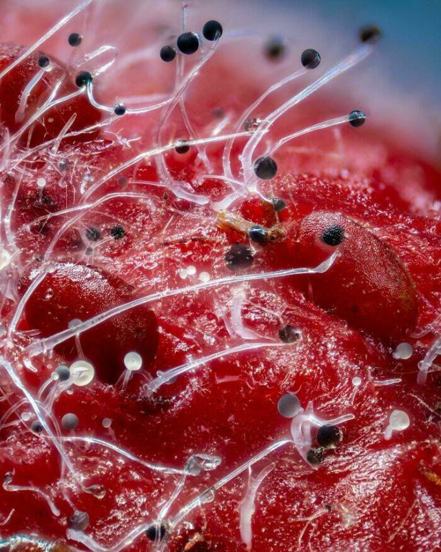 Usual Objects Under The Microscope (20 pics)