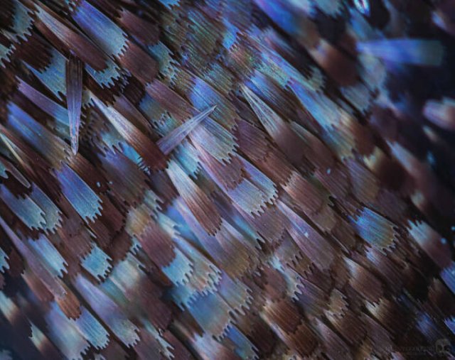 Usual Objects Under The Microscope (20 pics)
