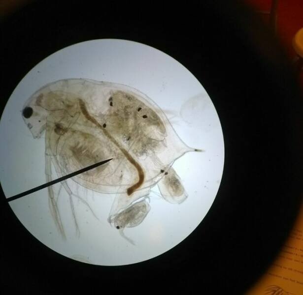 Usual Objects Under The Microscope (20 pics)
