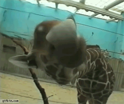 Random Facts (15 gifs) Random Facts (15 gifs)