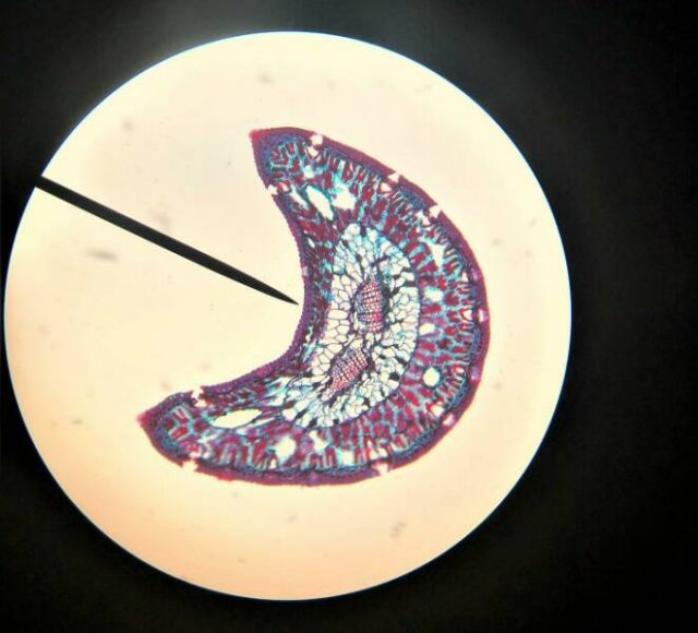 Usual Objects Under The Microscope (20 pics)