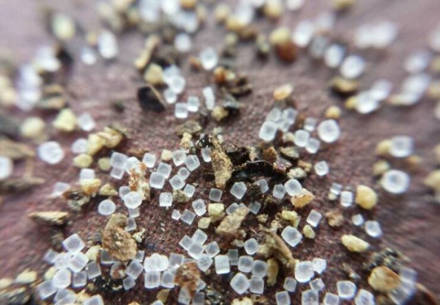 Usual Objects Under The Microscope (20 pics)