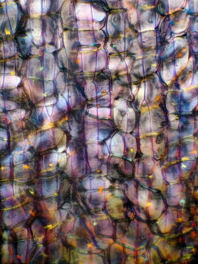 Usual Objects Under The Microscope (20 pics)