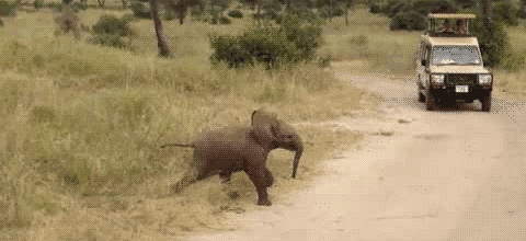 Random Facts (15 gifs) Random Facts (15 gifs)