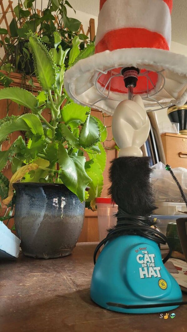 Unexpected Finds In Old Houses (16 pics)