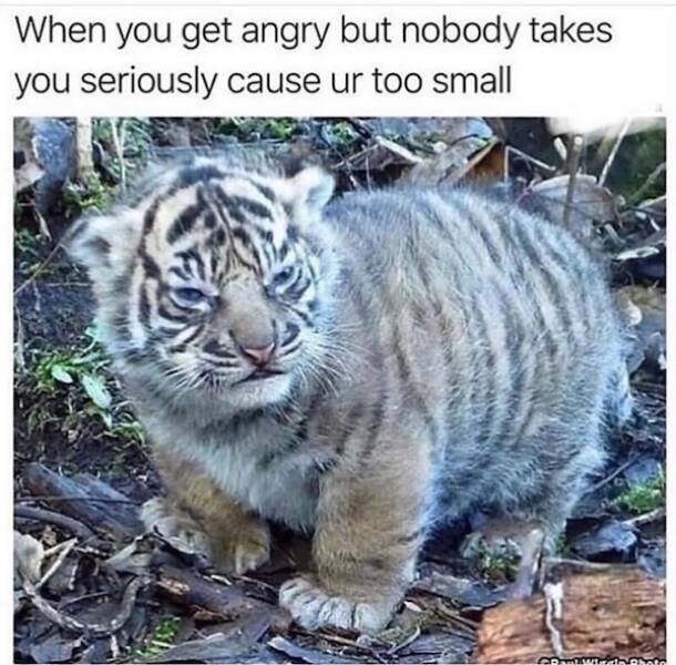Memes For Animal Lovers (27 pics)