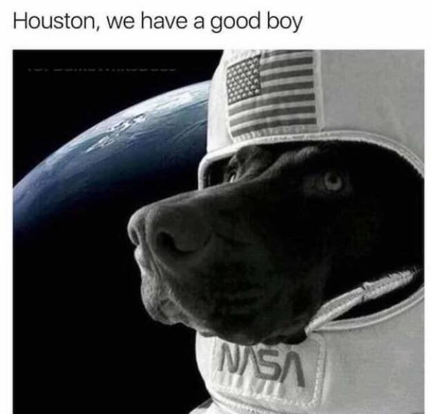 Memes For Animal Lovers (27 pics)