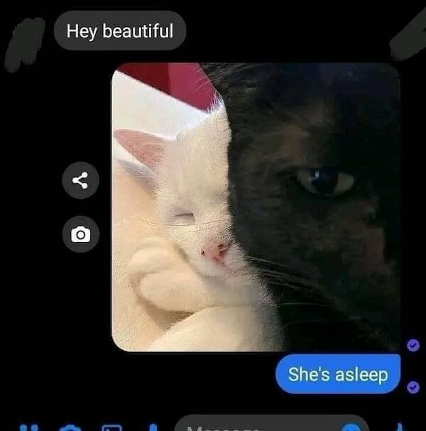 Memes For Animal Lovers (27 pics)