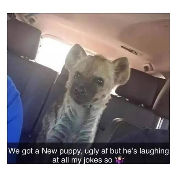 Memes For Animal Lovers (27 pics)