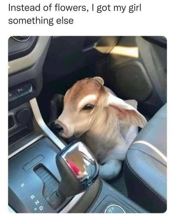 Memes For Animal Lovers (27 pics)