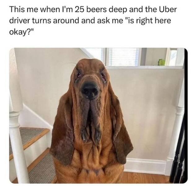 Memes For Animal Lovers (27 pics)