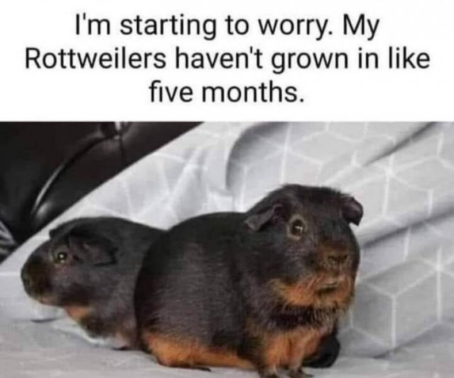 Memes For Animal Lovers (27 pics)