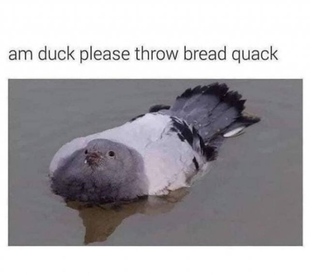 Memes For Animal Lovers (27 pics)