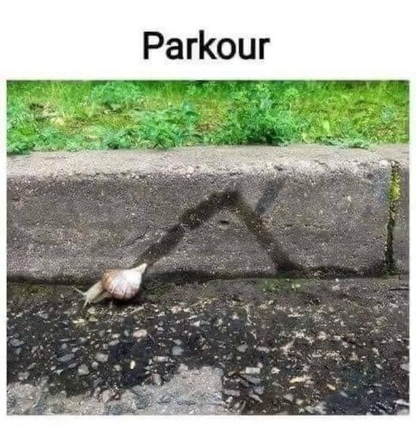 Memes For Animal Lovers (27 pics)