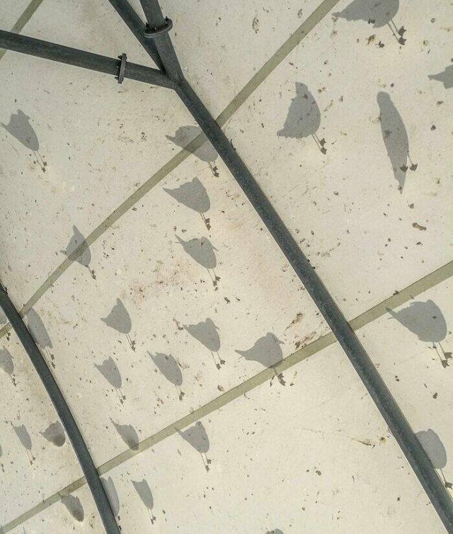 Strange Shadows (25 pics)