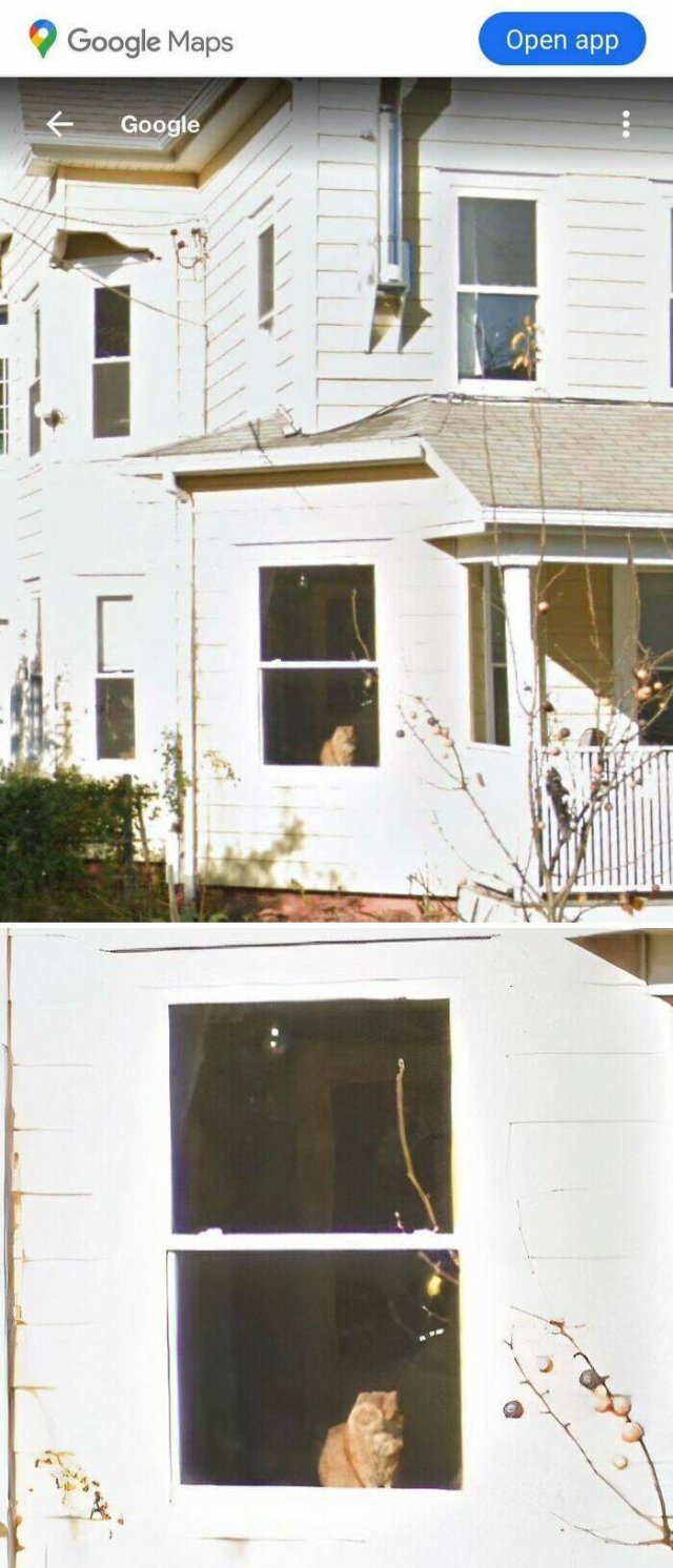 Wild Moments On Google Maps (25 pics)