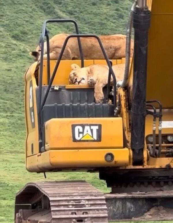 Really Strange Situations (21 pics)