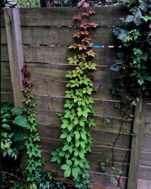 Photos For Perfectionists (35 pics)