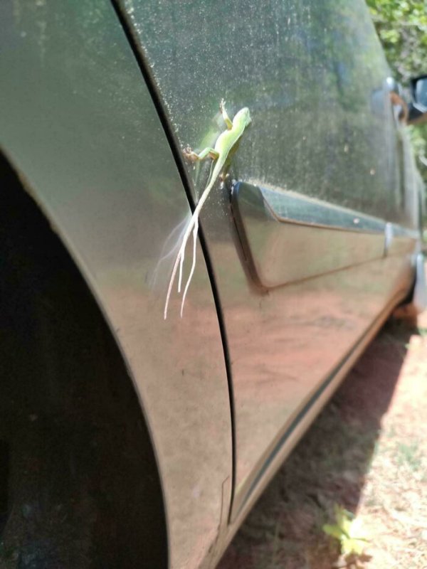 What Is Going On Here? (29 pics)