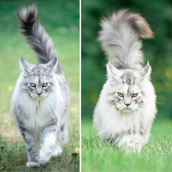 Amazing Comparisons (20 pics)