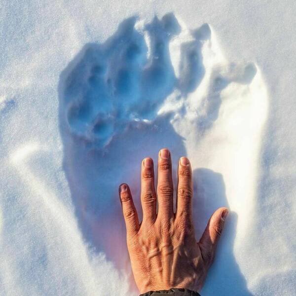 Amazing Comparisons (20 pics)