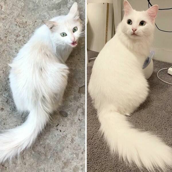 Amazing Comparisons (20 pics)