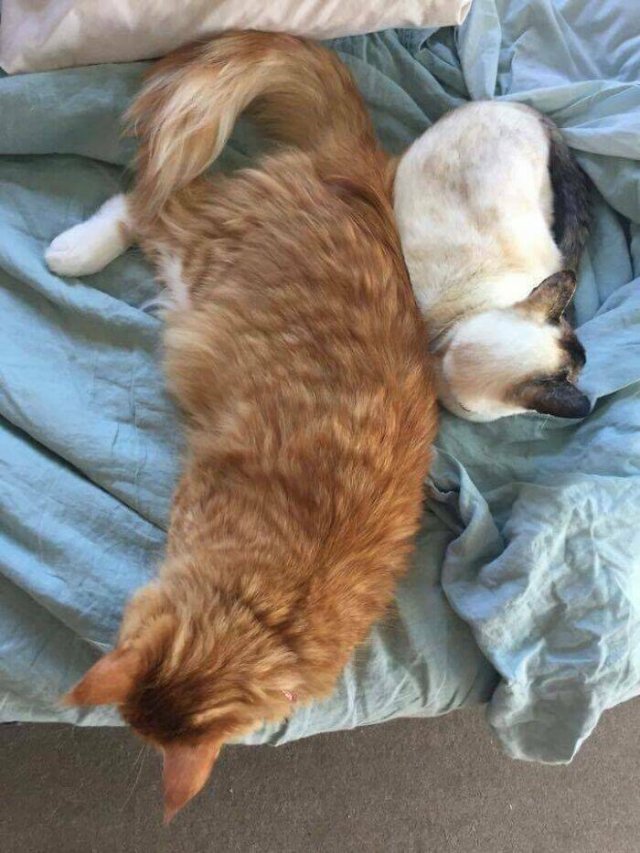 Amazing Comparisons (20 pics)