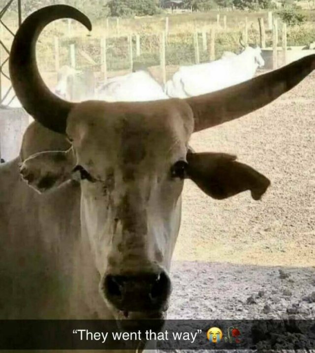 What Is Going On Here? (25 pics)