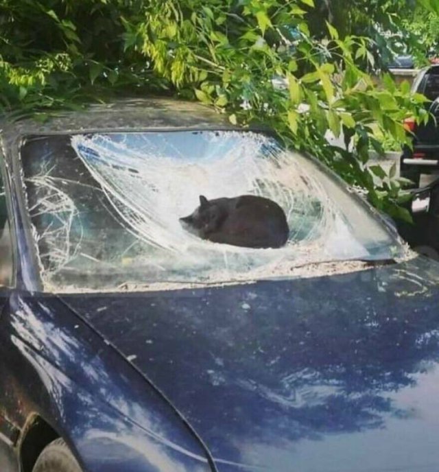 What Is Going On Here? (25 pics)