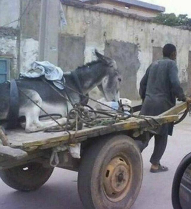 What Is Going On Here? (25 pics)