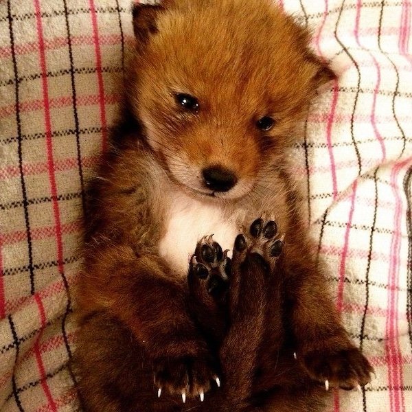Photos For Good Mood (30 pics)