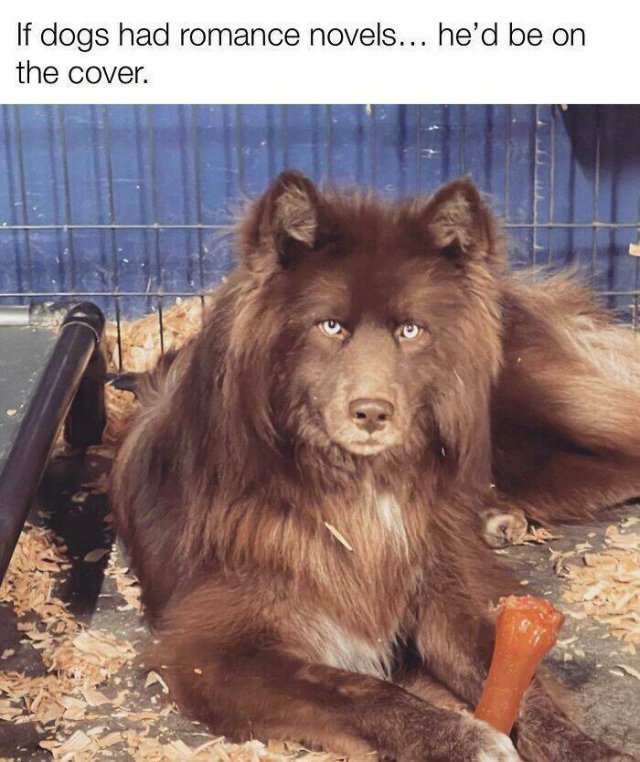 Posts For Dogs Lovers (24 pics)