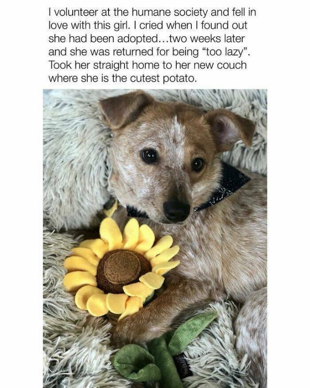 Posts For Dogs Lovers (24 pics)