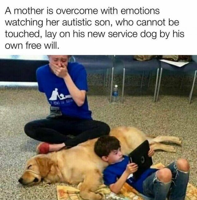 Posts For Dogs Lovers (24 pics)