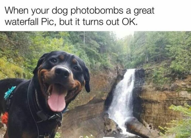 Posts For Dogs Lovers (24 pics)