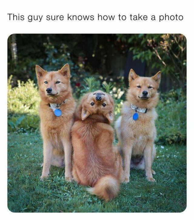 Posts For Dogs Lovers (24 pics)