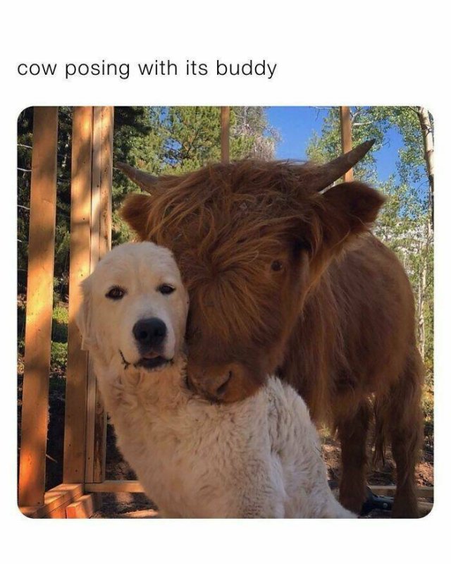 Posts For Dogs Lovers (24 pics)