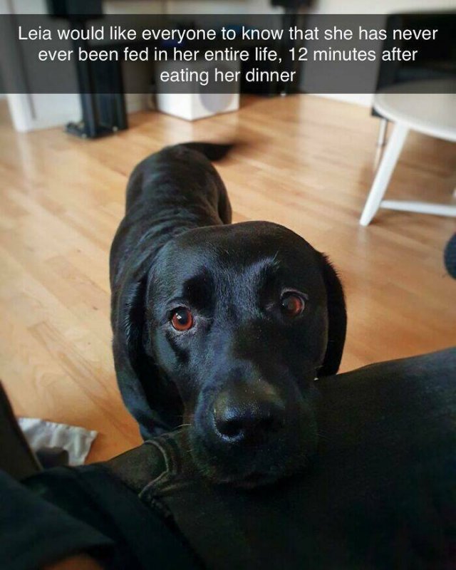 Posts For Dogs Lovers (24 pics)
