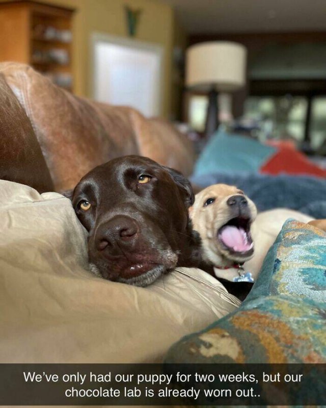 Posts For Dogs Lovers (24 pics)