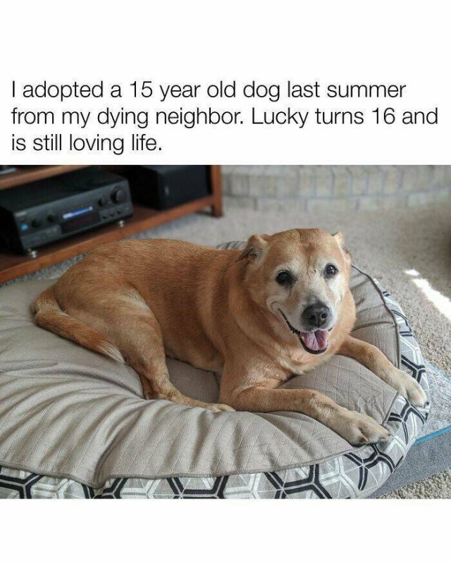 Posts For Dogs Lovers (24 pics)