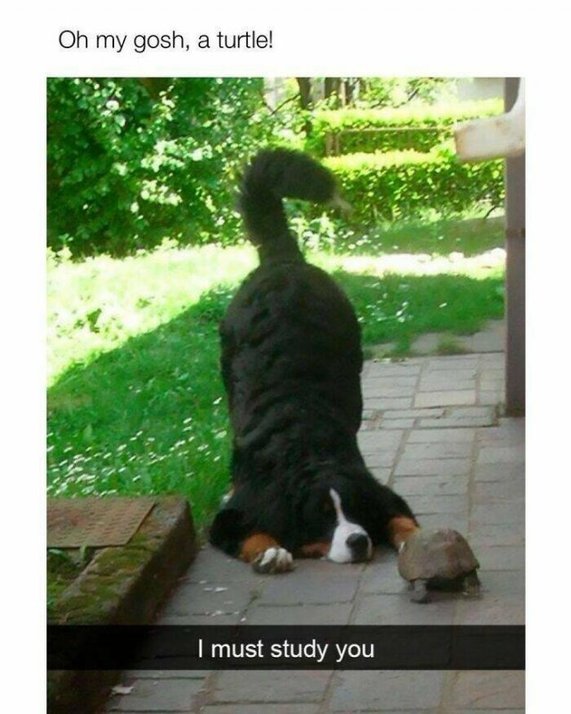 Posts For Dogs Lovers (24 pics)