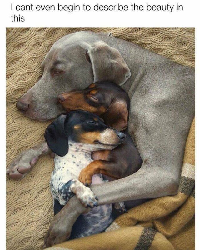 Posts For Dogs Lovers (24 pics)