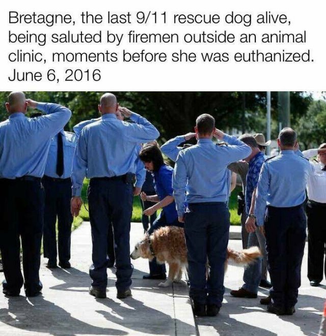 Posts For Dogs Lovers (24 pics)