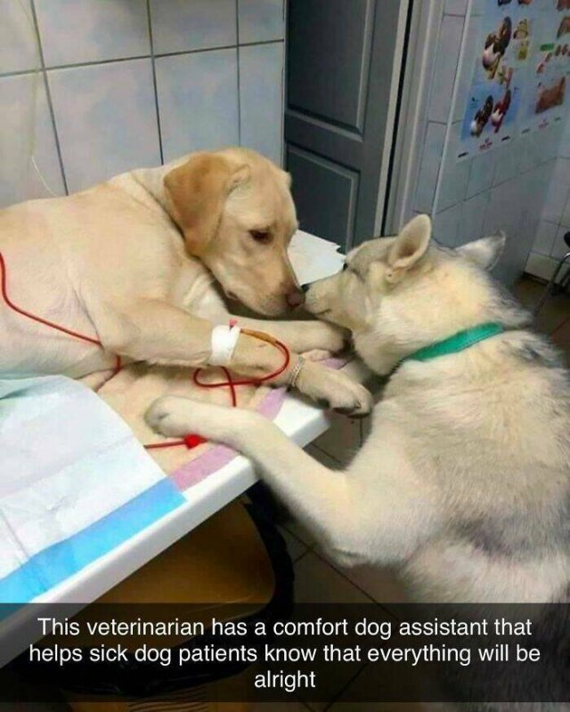 Posts For Dogs Lovers (24 pics)