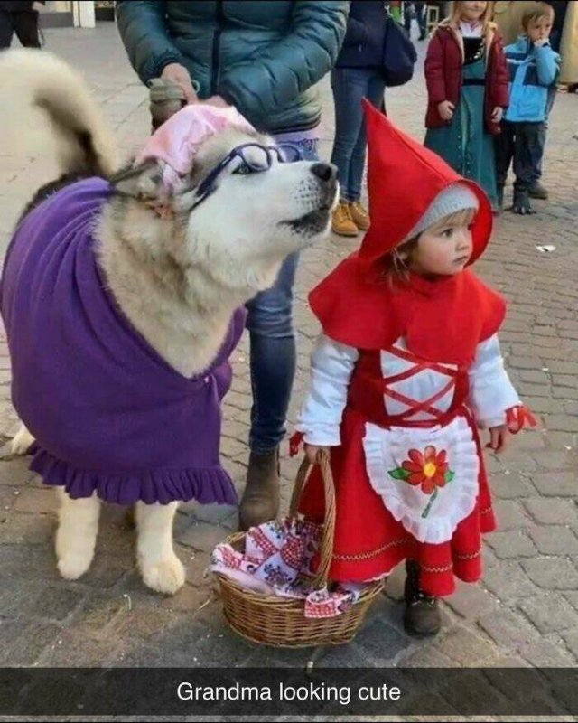 Posts For Dogs Lovers (24 pics)