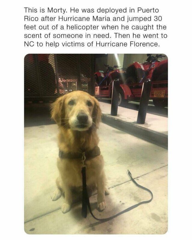 Posts For Dogs Lovers (24 pics)
