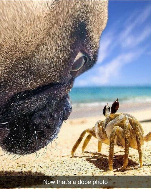 Posts For Dogs Lovers (24 pics)