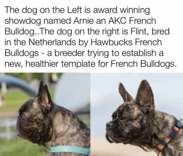 Posts For Dogs Lovers (24 pics)